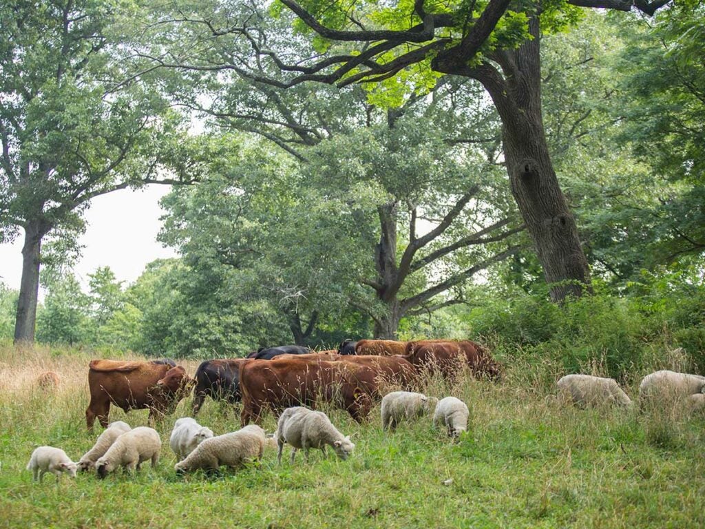 Sheep and cattle graze