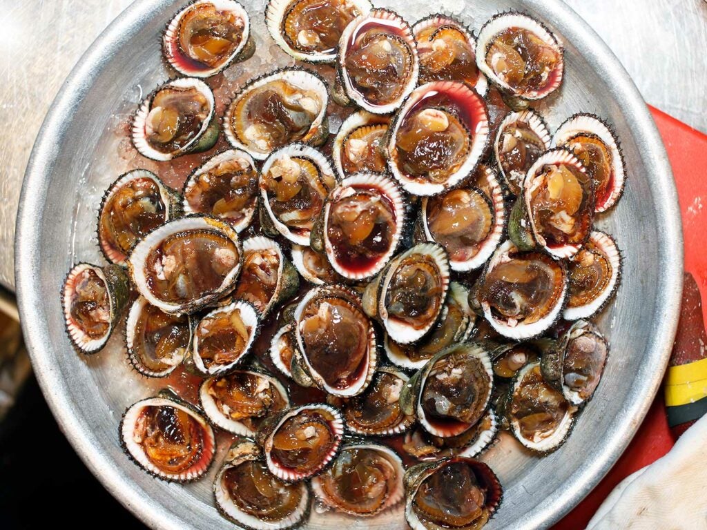 Meaty blood clams