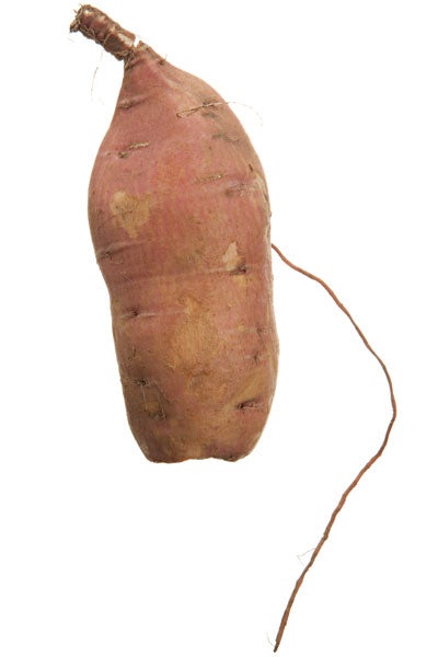 Willowleaf sweet potato