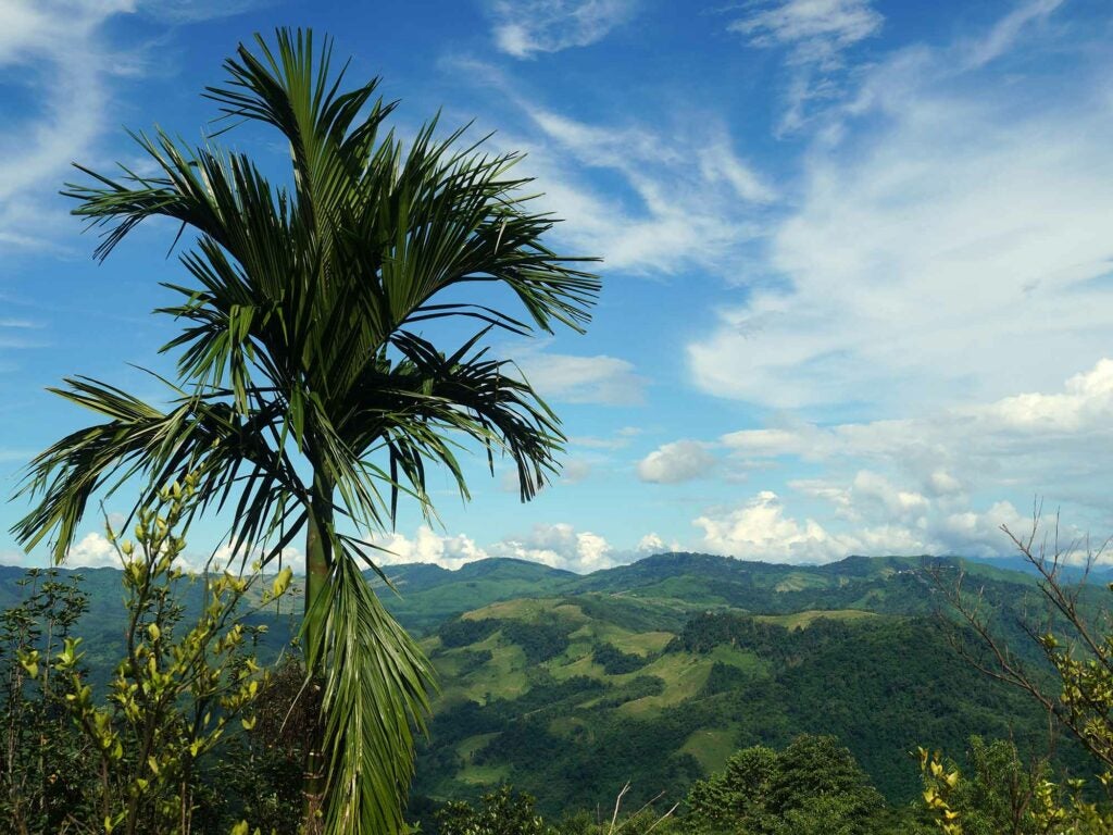 Nagaland Bamboo
