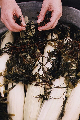 Repeat this process, layering seaweed between the corn.