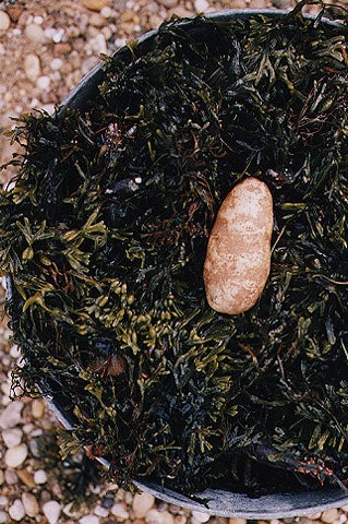 Place the whole potato in the center, then mound a final, thick seaweed layer over it.