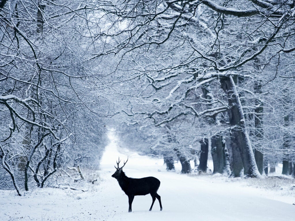 Reindeer Denmark