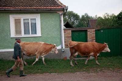 Cows heading home at dusk, on the main street in Miklosvar