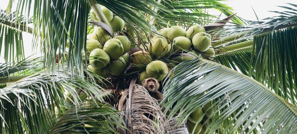monkey farming coconuts