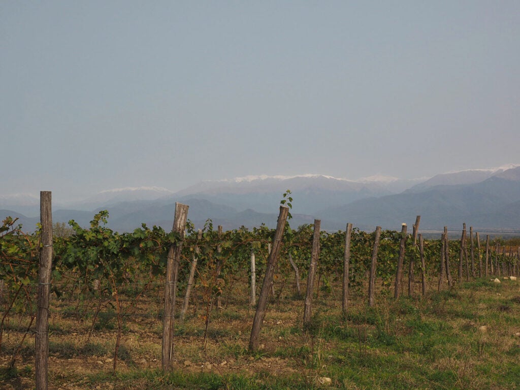 A vineyard with the Caucasus in the background