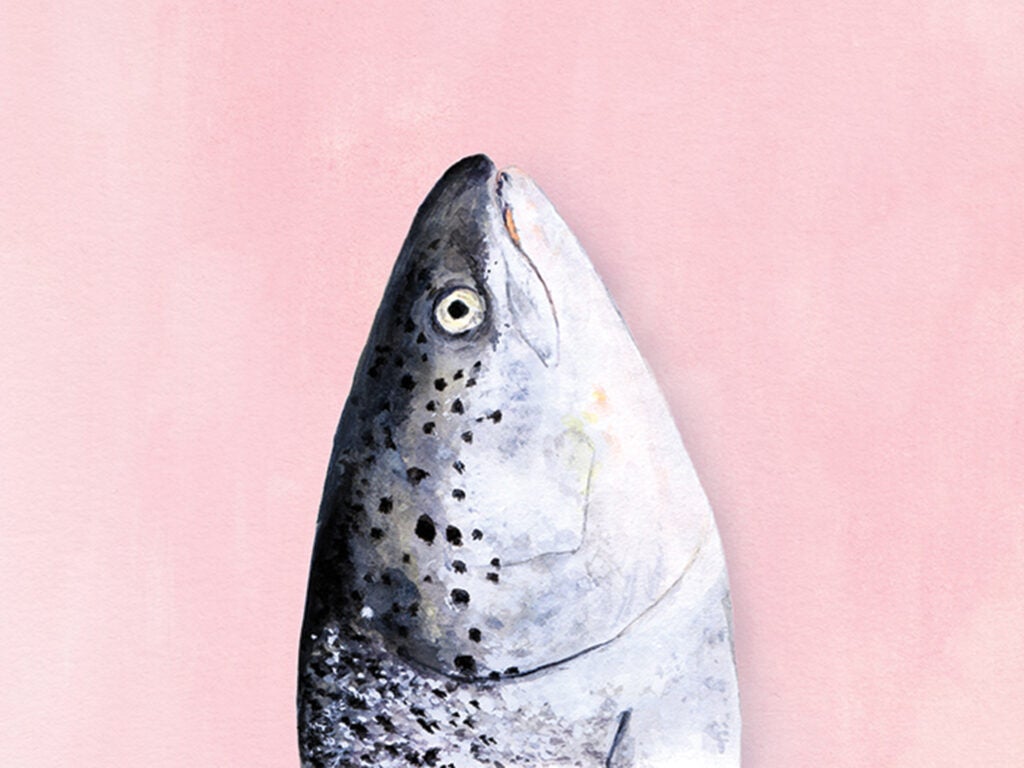 Fish Head Illustration