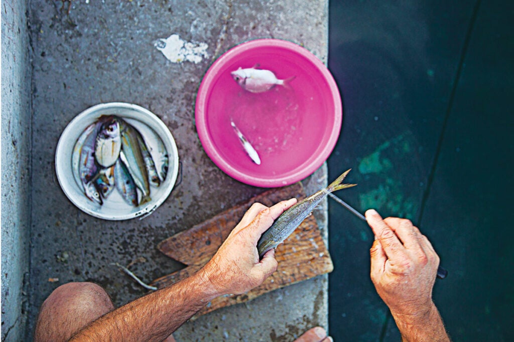 httpswww.saveur.comsitessaveur.comfilesimport20142014-03scenes-from-the-dalamatian-coast-cleaning-fish-1200×800-i164.jpg