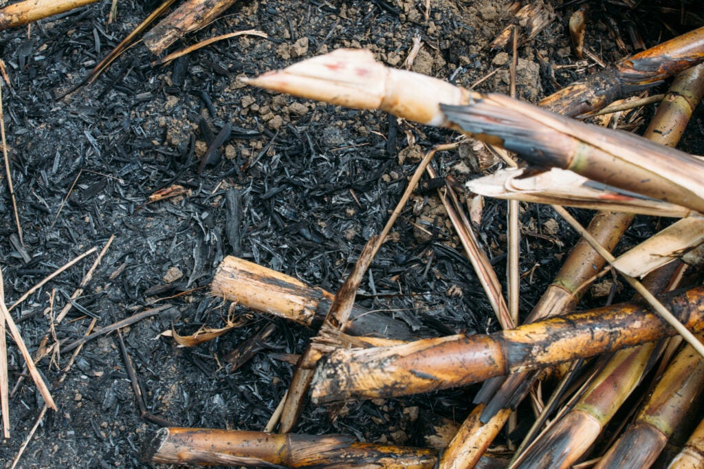 burnt sugar cane stalks