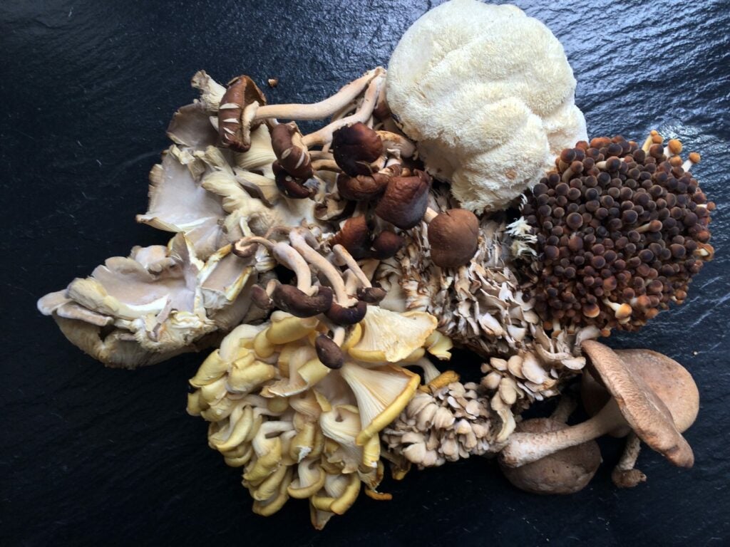Unique Mushrooms