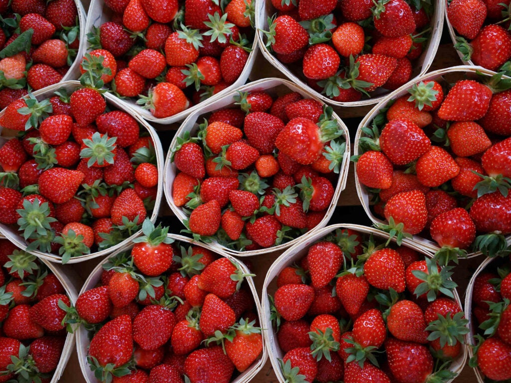 Mara de Bois Strawberries