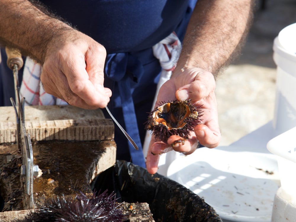 Cleaning Sea Urchins