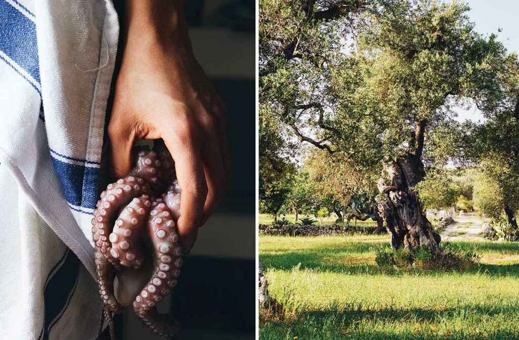 baby octopus and olive trees