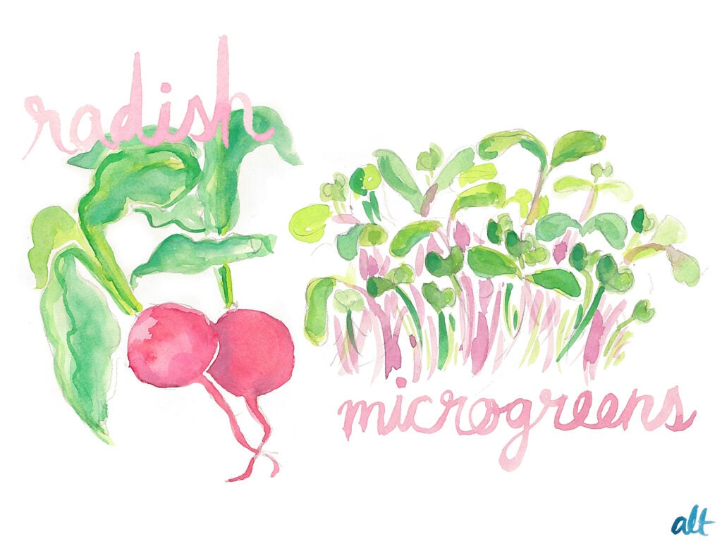 radishes microgreens