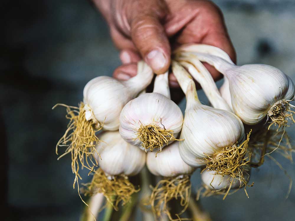Vessalico garlic