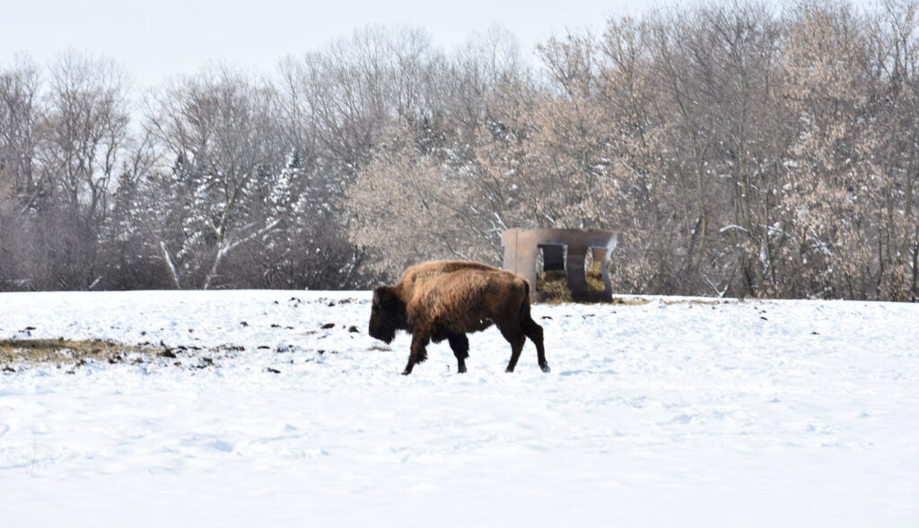 bison battle creek kummrow farms