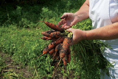 Katalin Simon harvesting carrots at Count Kalnoky's estate in Miklosvar
