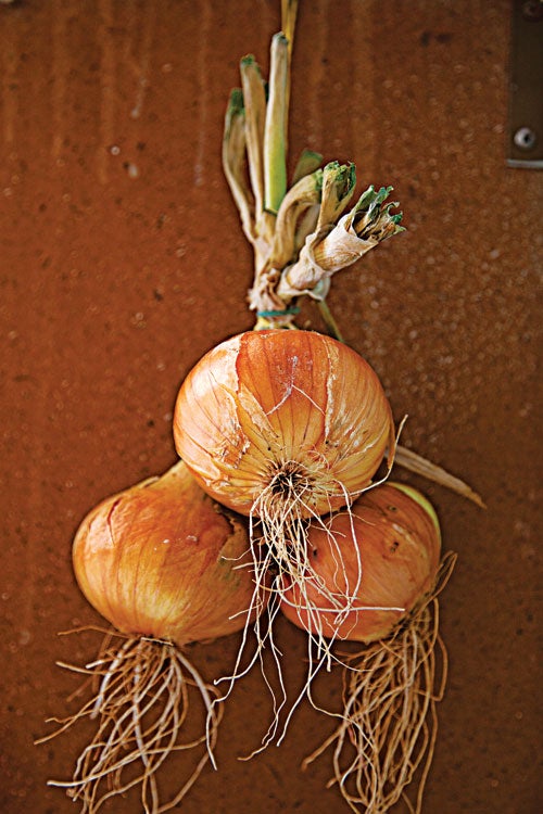 httpswww.saveur.comsitessaveur.comfilesimport20142014-03scenes-from-the-dalamatian-coast-a-bundle-of-onions-500×750-i164.jpg