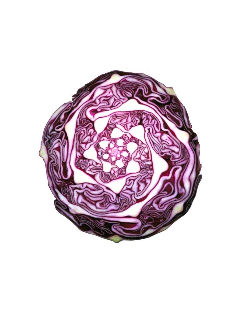 The cross section of a head of red cabbage