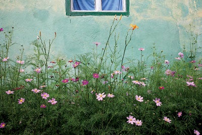 Flowers outside a house in Biertan