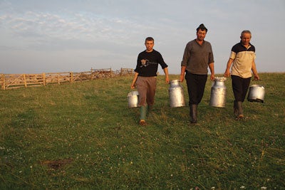 Shepherds return from milking their herd, outside of Viscri