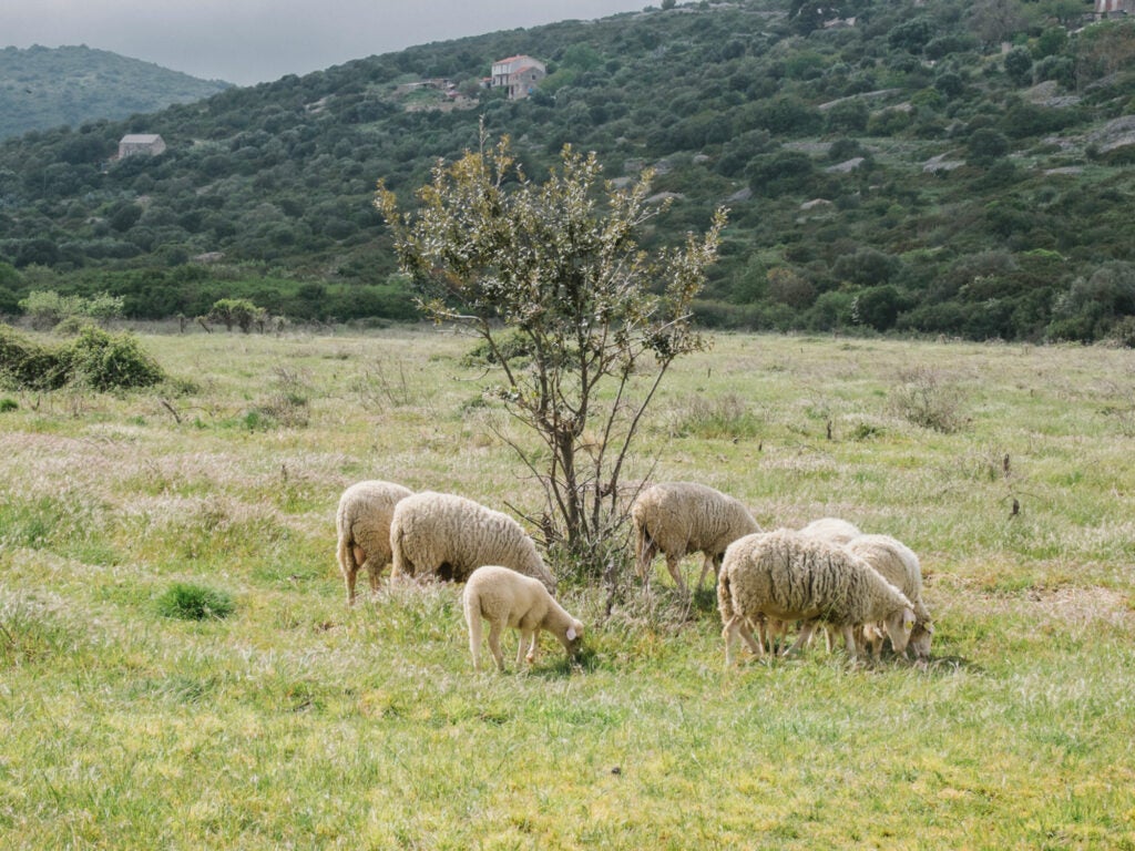Sheep farm on Vis, Croatia