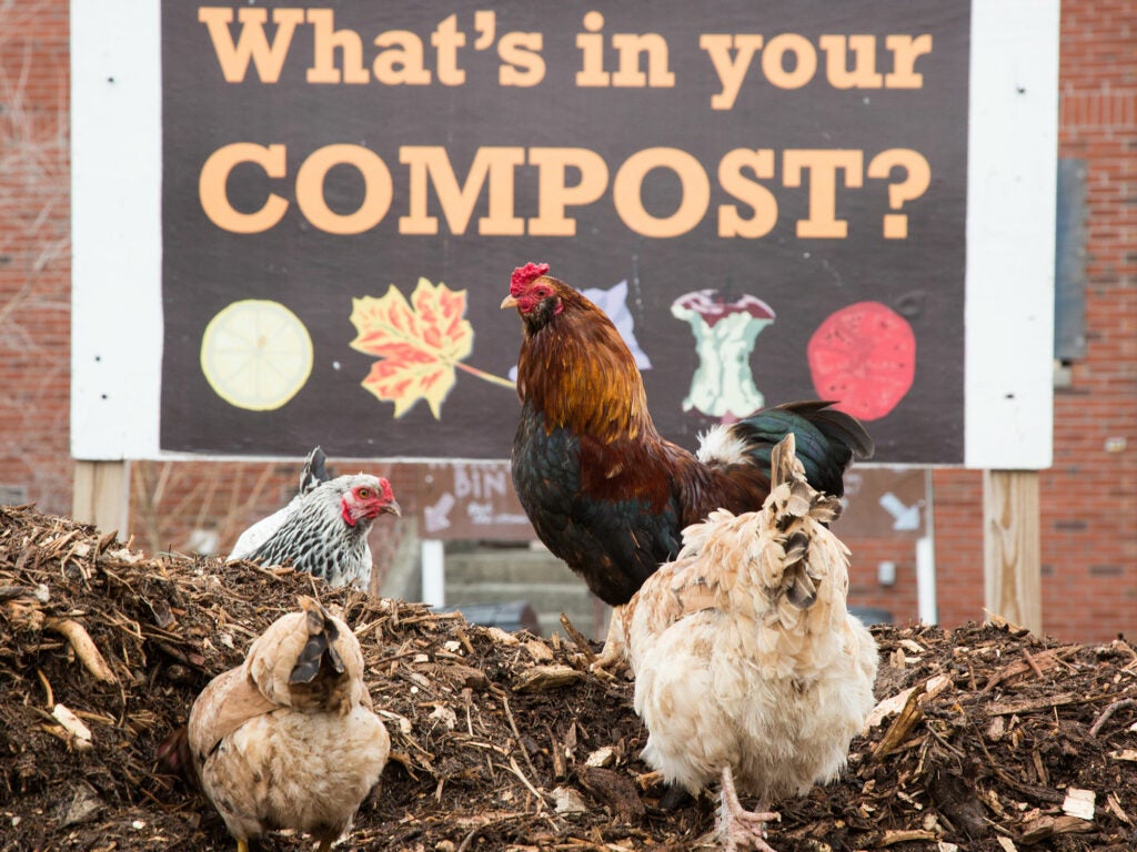 Grow NYC compost and Rooster