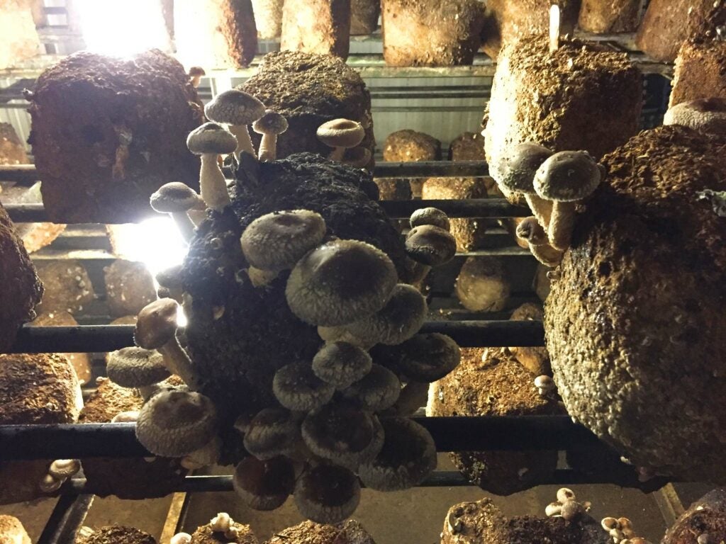 Shiitake Mushrooms