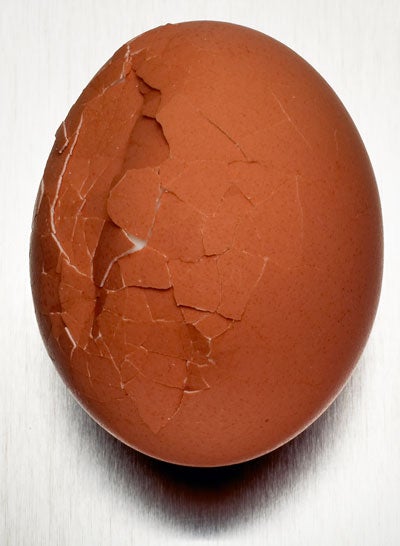 cracked egg shell