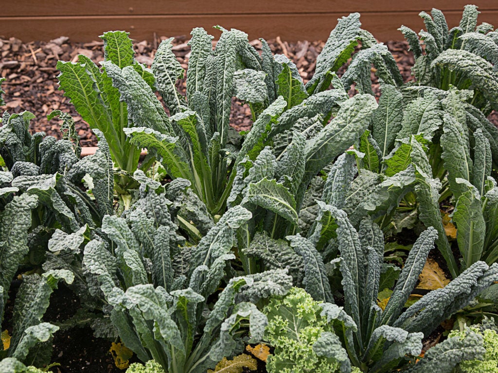 Kale Grow NYC