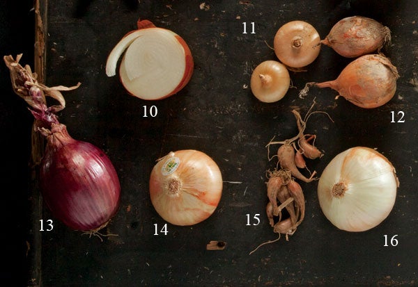 Types of onions, Texas sweets, Cipolline onions, candy hybrid, Red Bull onions, Inca sweet, French gray shallots, Walla Wallas