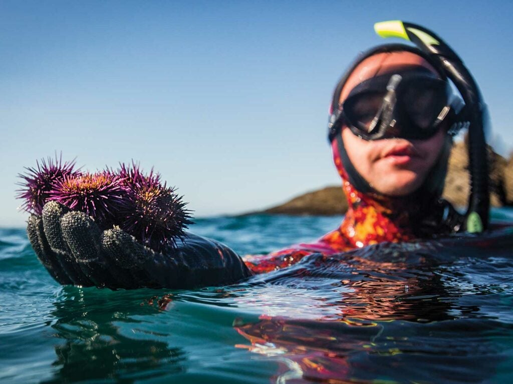 freediving for purple urchins