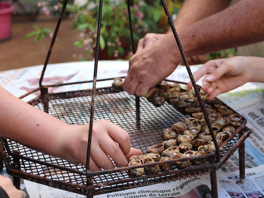 Snails are arranged on a grate for the grill