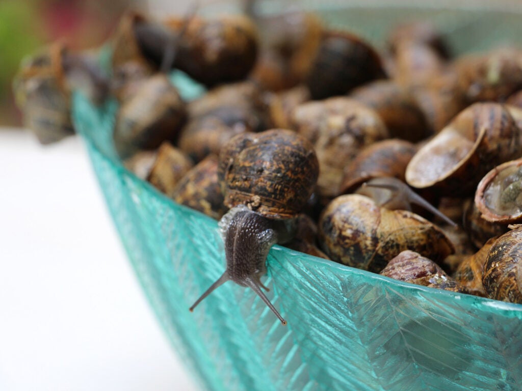 Live snails about to be stuffed and grilled