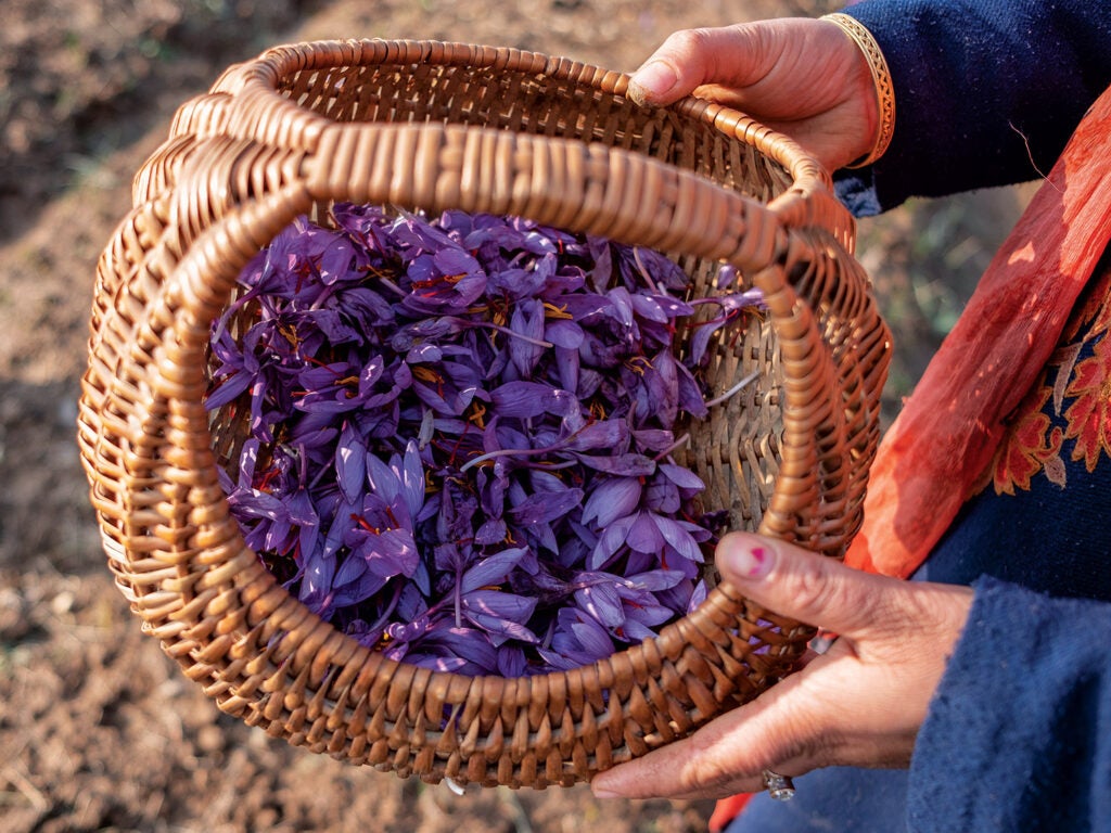 a wicker basket full of purple saffron flowers