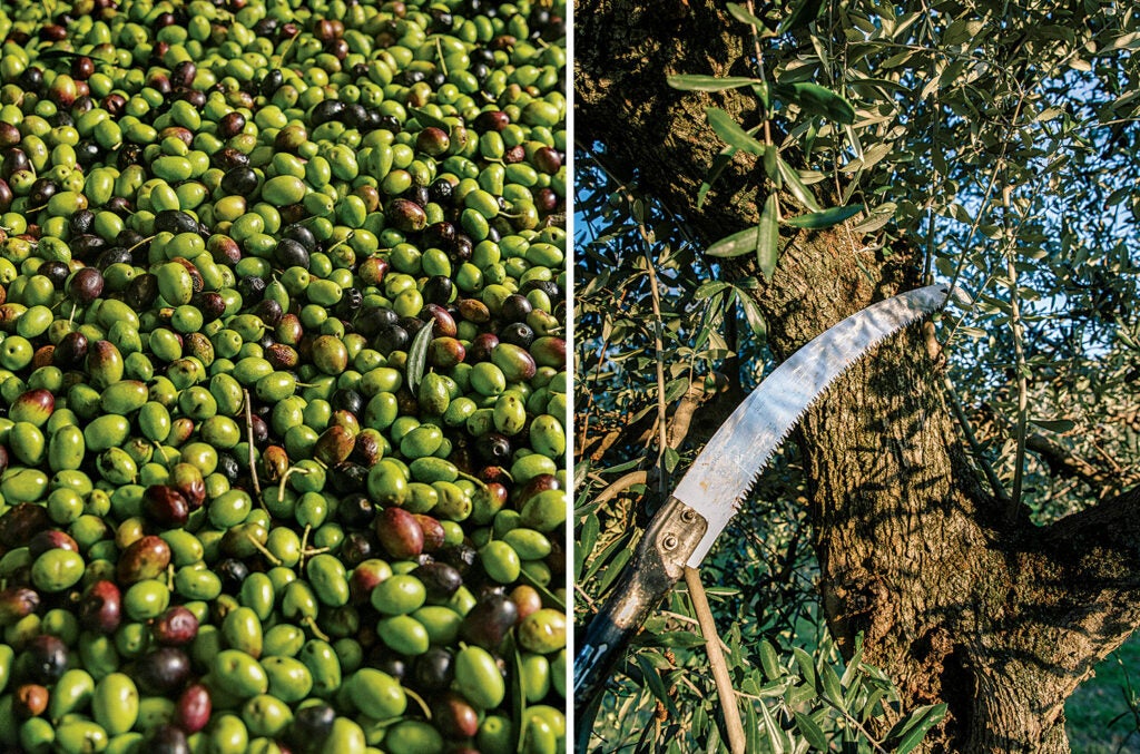 Casaliva olives and harvesting tools