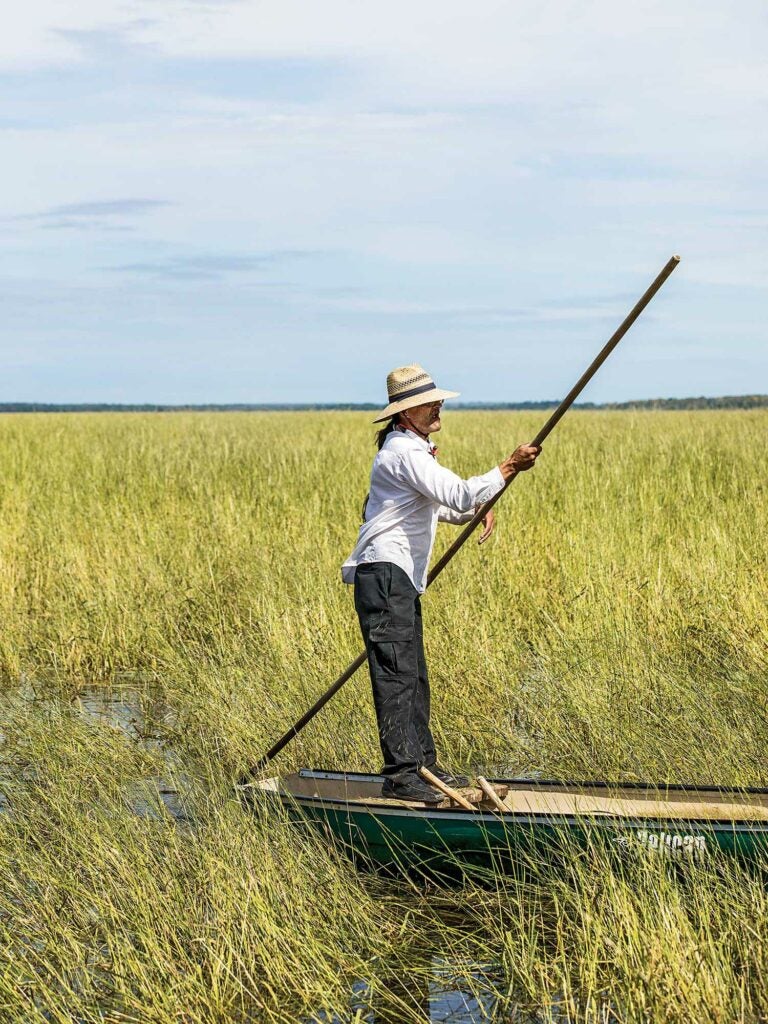Standing up with a pole and canoe in field of wild rice.