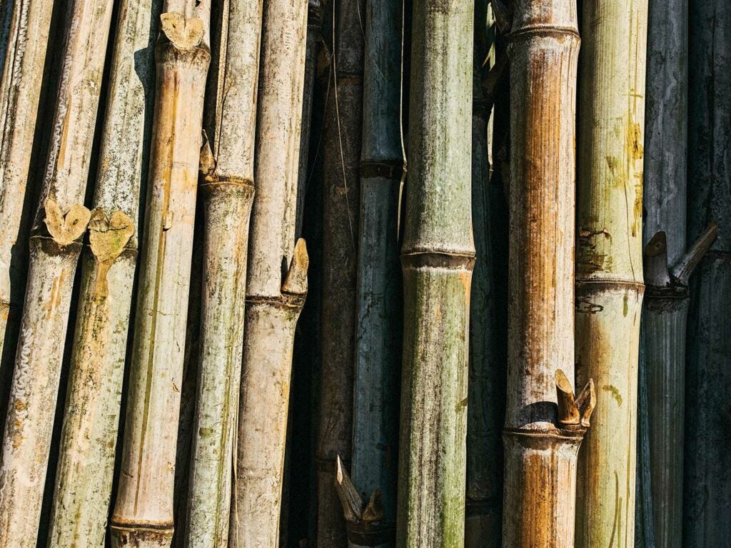 Mature bamboo stalks