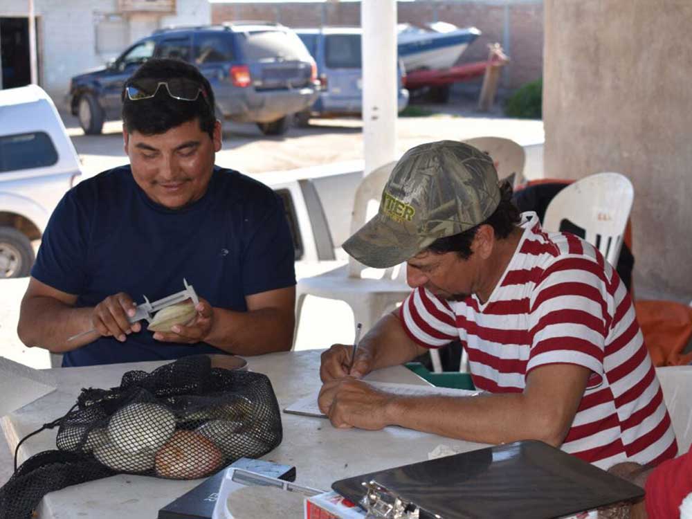 Clam fishermen measuring clams at COBI’s Puerto Libertad Fishery Improvement Project.