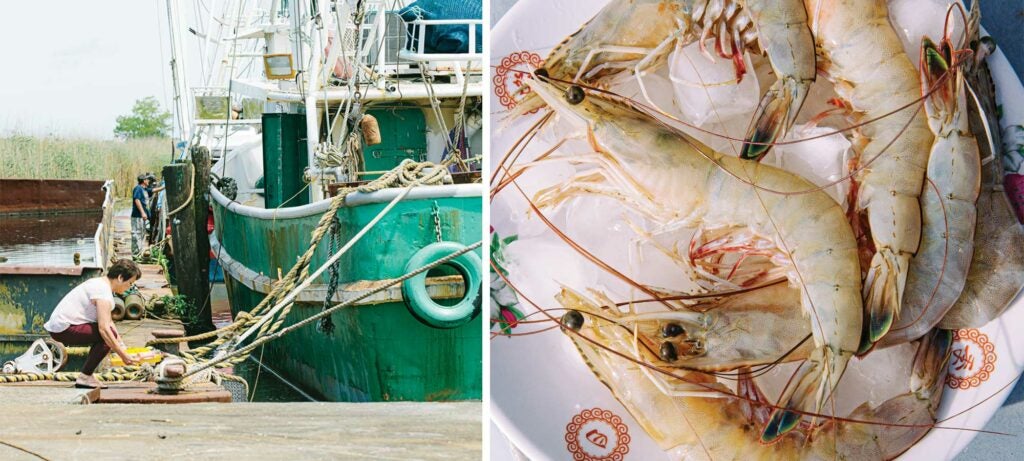 A shrimping boat in southern Louisiana; fresh Gulf shrimp on ice.