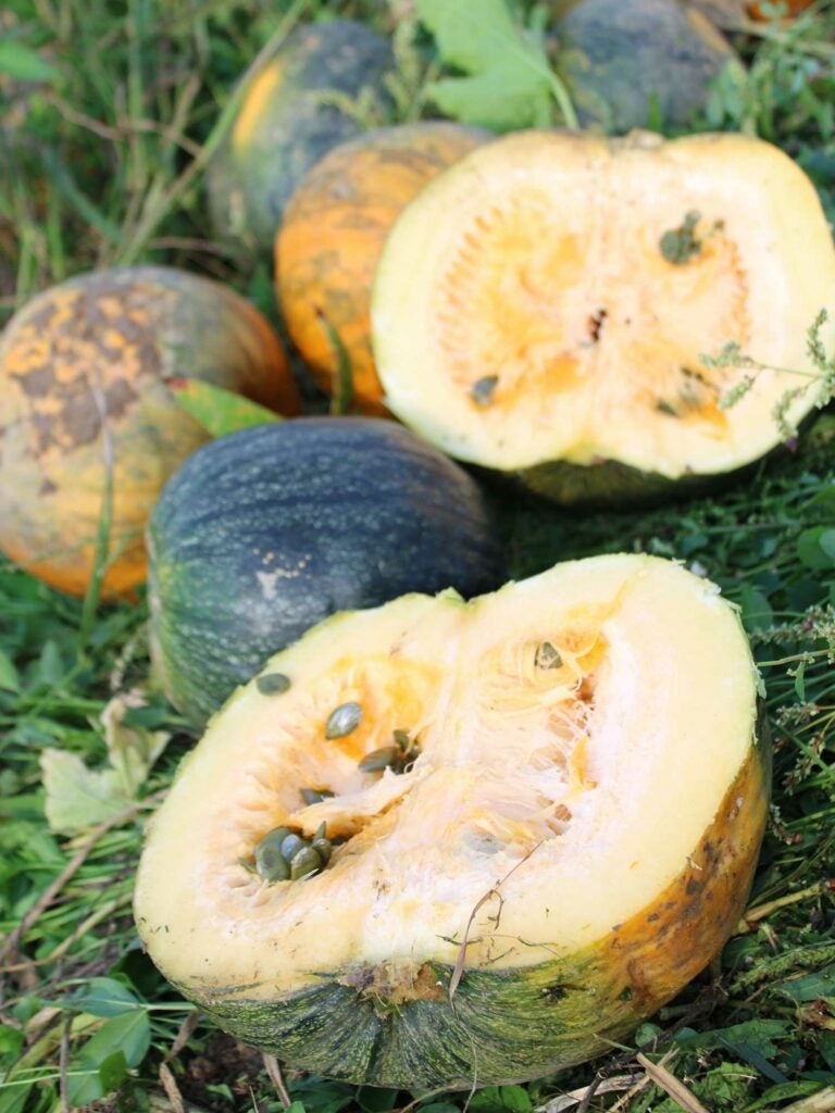 Styrian pumpkins: dark forest green on the outside and orange on the inside.