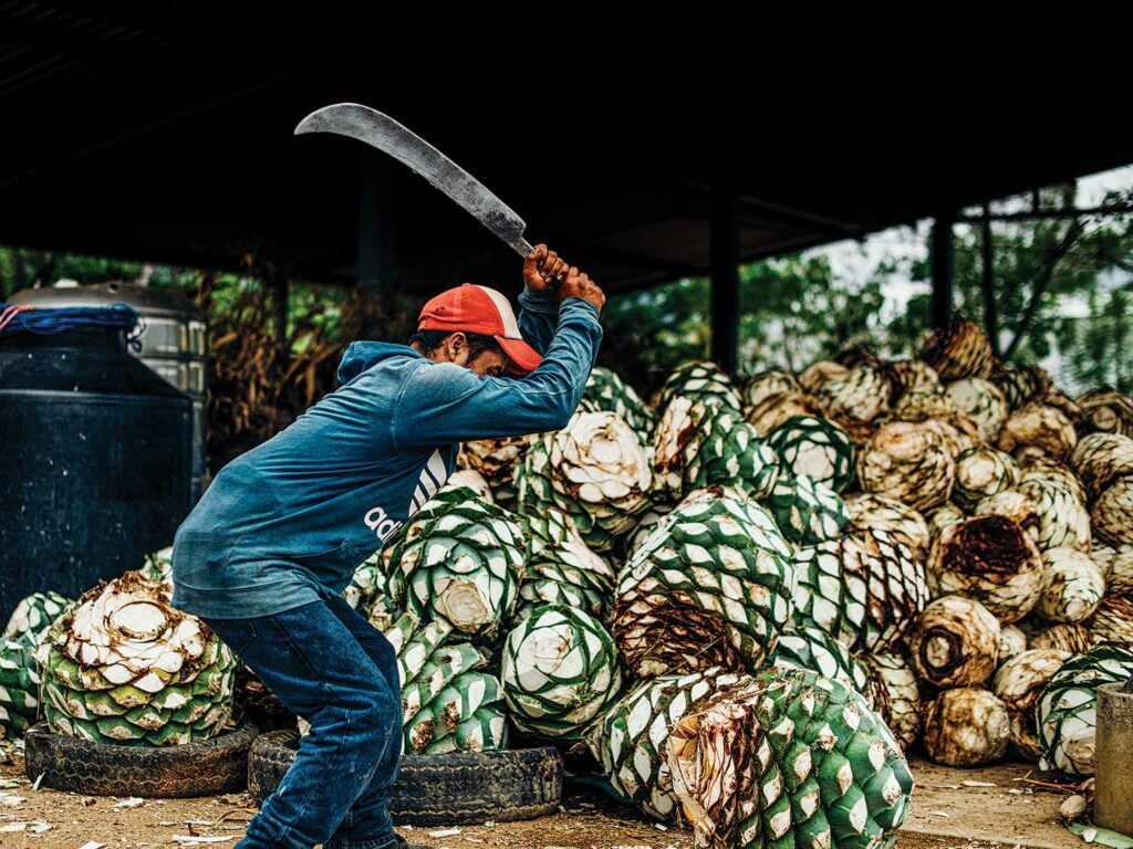 A worker at the Lalocura distillery removes the agave plants’ spiky leaves.